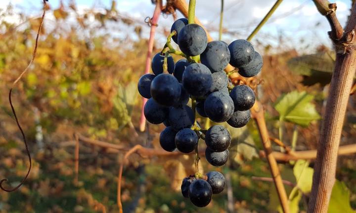 Weingut Mussler & Vinothek Tobias Mussler